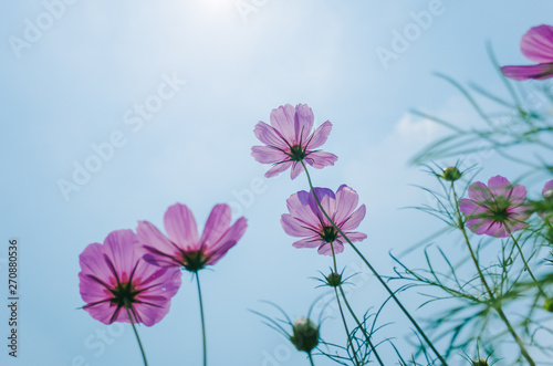 Fototapeta Naklejka Na Ścianę i Meble -  Cosmos bipinnatus flowers blooming in summer / Galsang flower