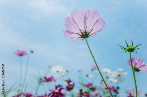 Fototapeta Naklejka Na Ścianę i Meble -  Cosmos bipinnatus flowers blooming in summer / Galsang flower