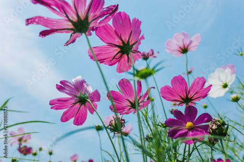 Cosmos bipinnatus flowers blooming in summer / Galsang flower