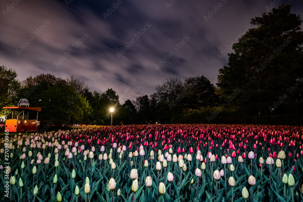 Tulip at Night Dreamy