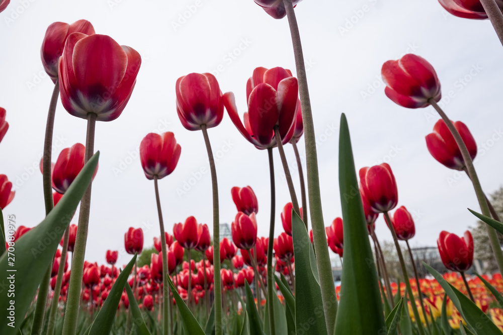 Fototapeta premium Tulip Bokeh
