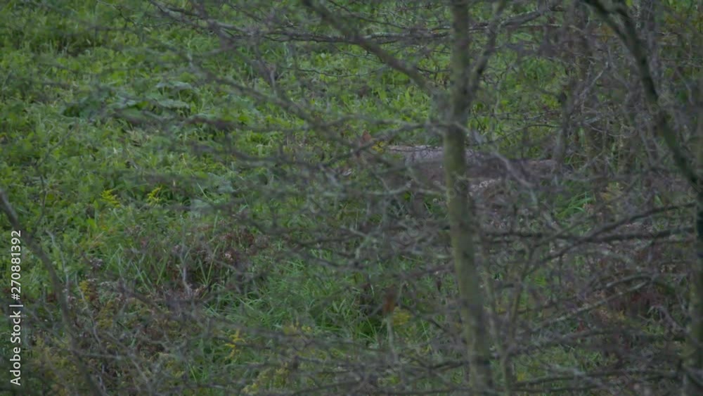 Whitetail bucks during the rut in the midwest part of the United States. Whitetail bucks during the rut in the midwest part of the United States.