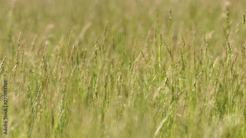 field field