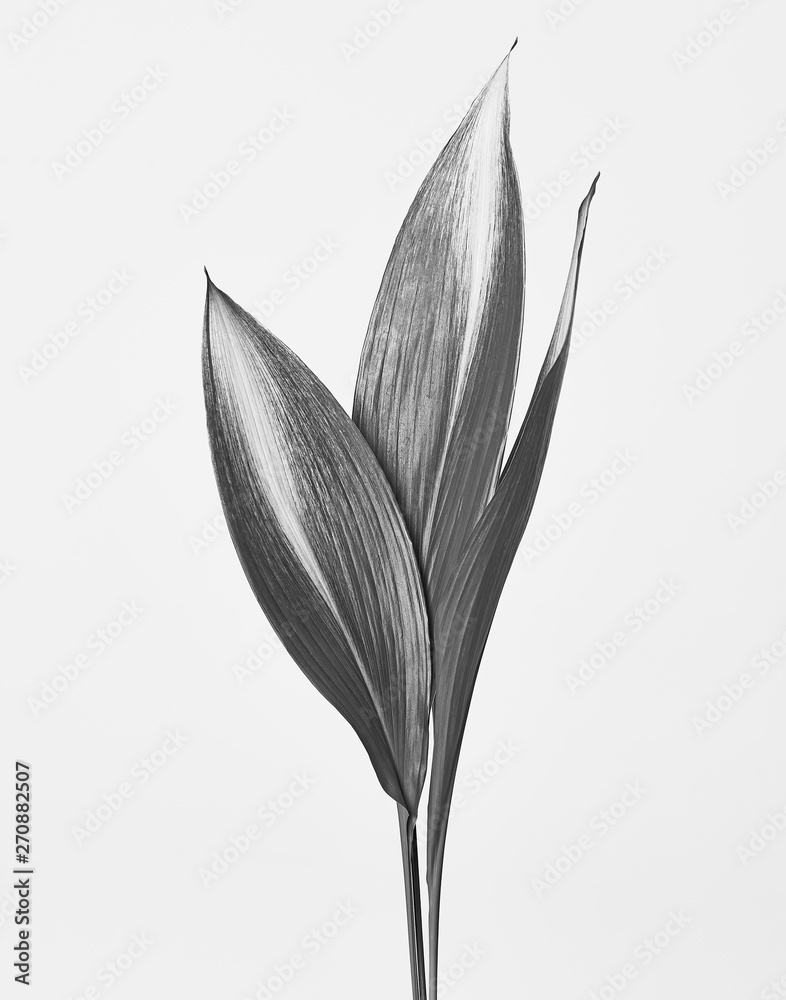 Obraz premium leaf