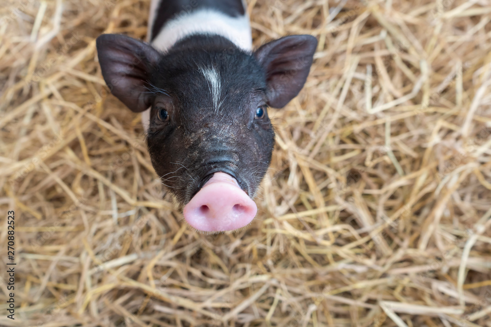 Cute baby pink and black speckled polka dot pot-bellied Vietnam miniature pigs in wooden cage Cute baby pink and black speckled polka dot pot-bellied Vietnam miniature pigs in wooden cage