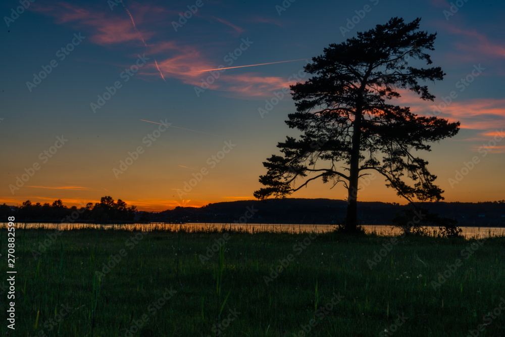 Obraz premium baum im abendrot