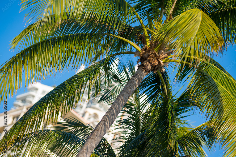 Palm tree with blurry building in background Palm tree with blurry building in background