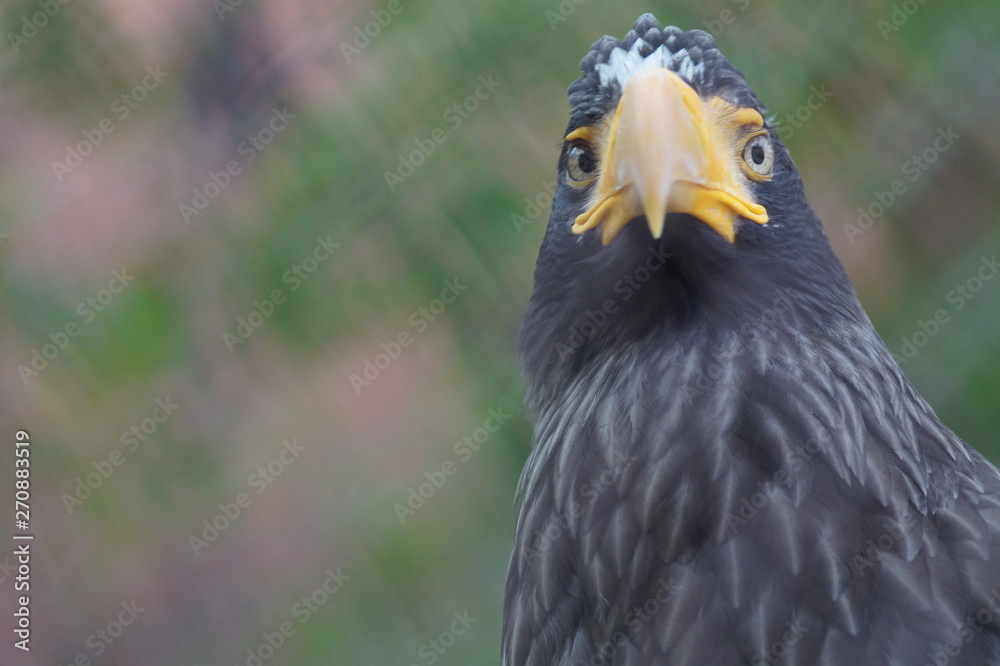 Obraz premium Steller's sea eagle at the zoo. The bird is very large. Eagle only profile, in the front looks like an ordinary chicken.