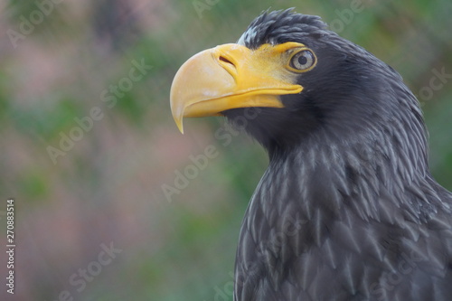 Steller's sea eagle at the zoo. The bird is very large. Eagle only profile, in the front looks like an ordinary chicken.