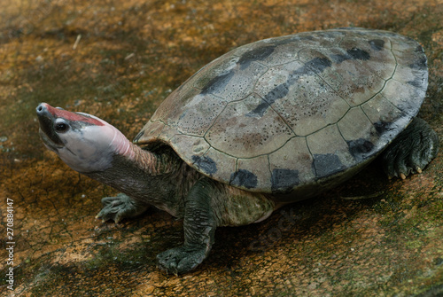 фотографія PAINTED BATAGUR TERRAPIN : Callagur borneoensis