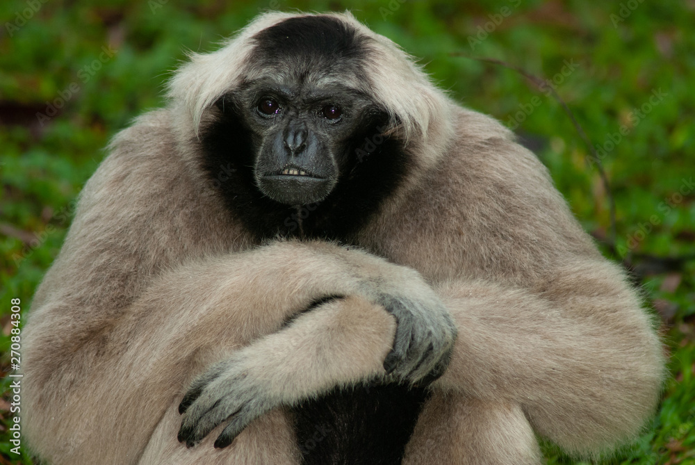 Male pileated gibbon (Hylobates pileatus) Male pileated gibbon (Hylobates pileatus)
