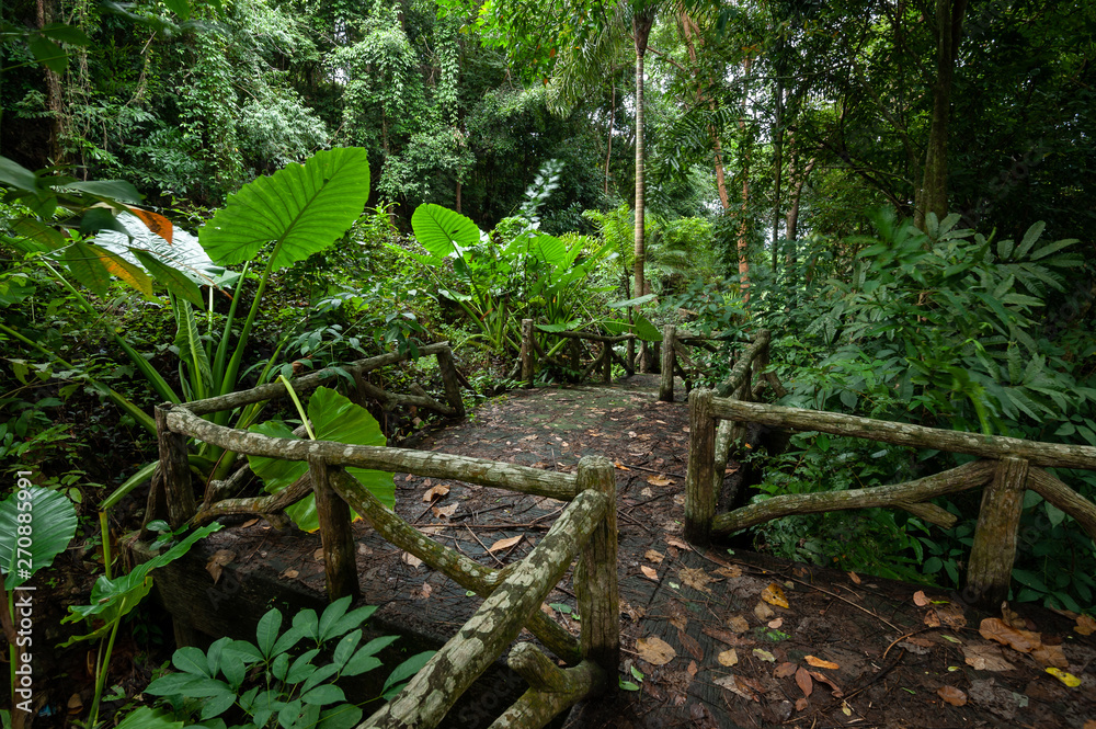 wooden bridge in the forest