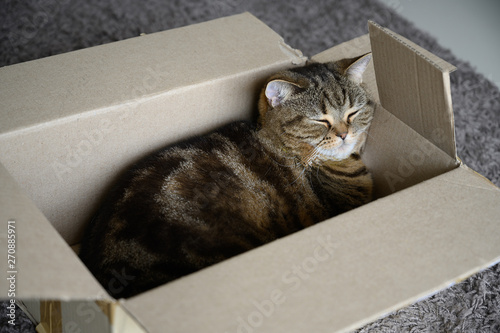beautiful Funny cat in box on wooden background
