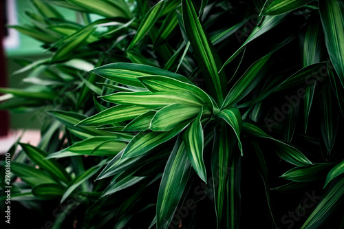 Green leaves pattern