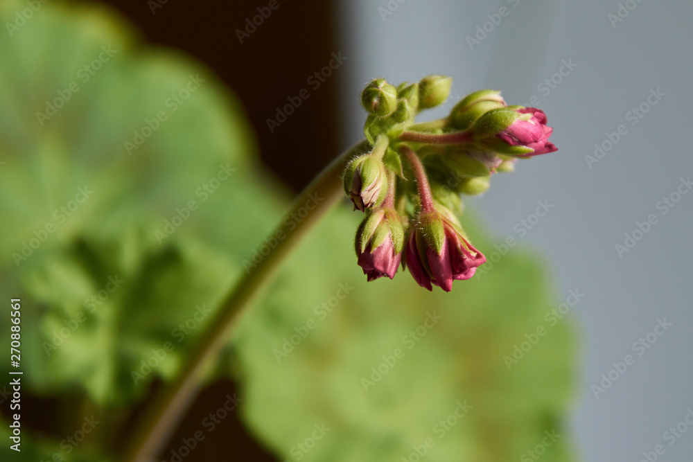Obraz premium blossoming of red flowers of a geranium