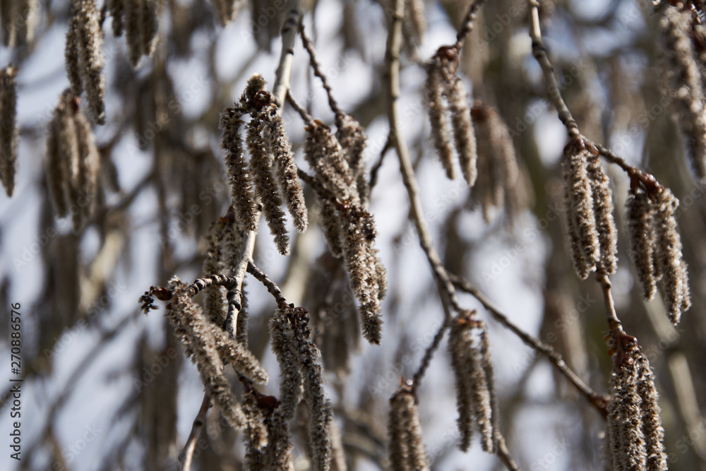 Naklejka premium the tree prepares for blooming of leaves