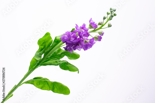 beautiful small flowers of lilac color on a white background