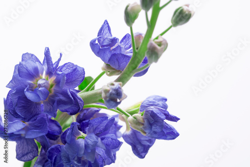 beautiful small blue flowers on a white background close-up © Oksana