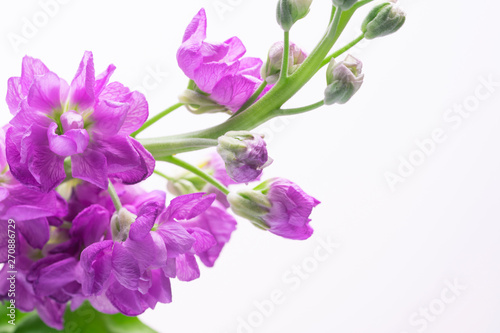 Fototapeta Naklejka Na Ścianę i Meble -  beautiful small purple flowers on a white background close-up