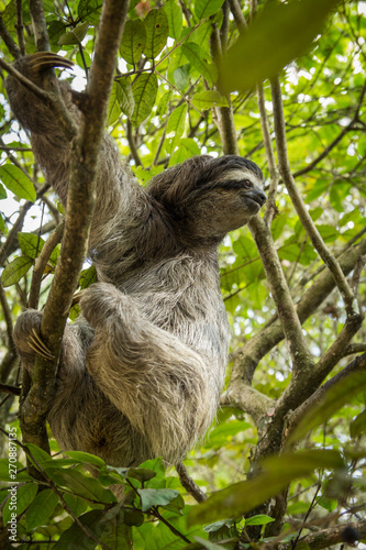 Three-toed sloth in Costa Rica. wildlife © MarcoDiaz