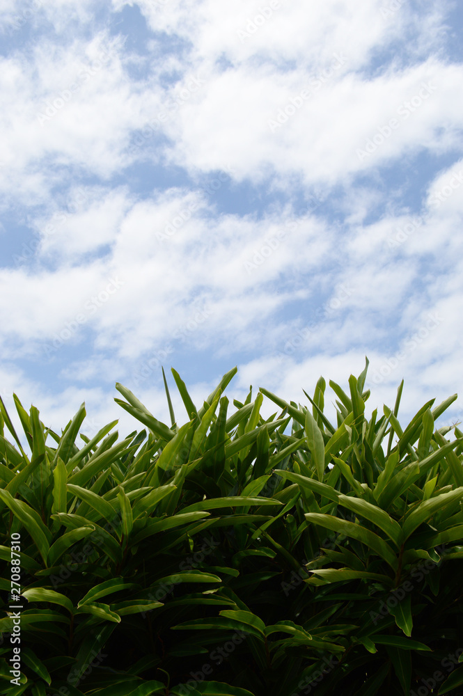 Obraz premium 空に伸びる南国の葉