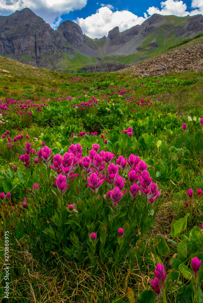 Fototapeta premium Alpine Paintbrush