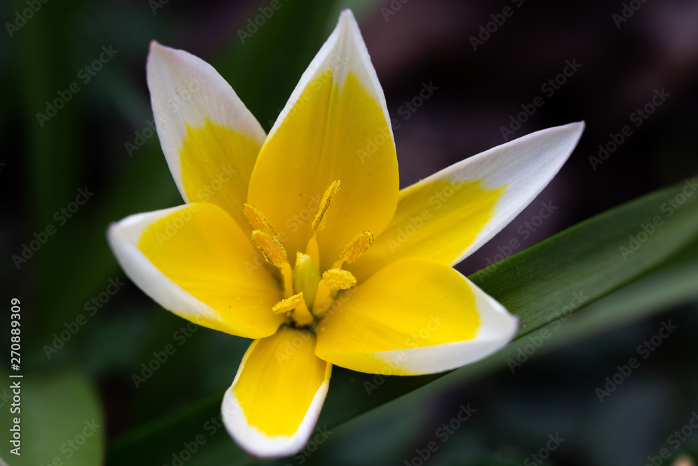white yellow 2 white yellow 2