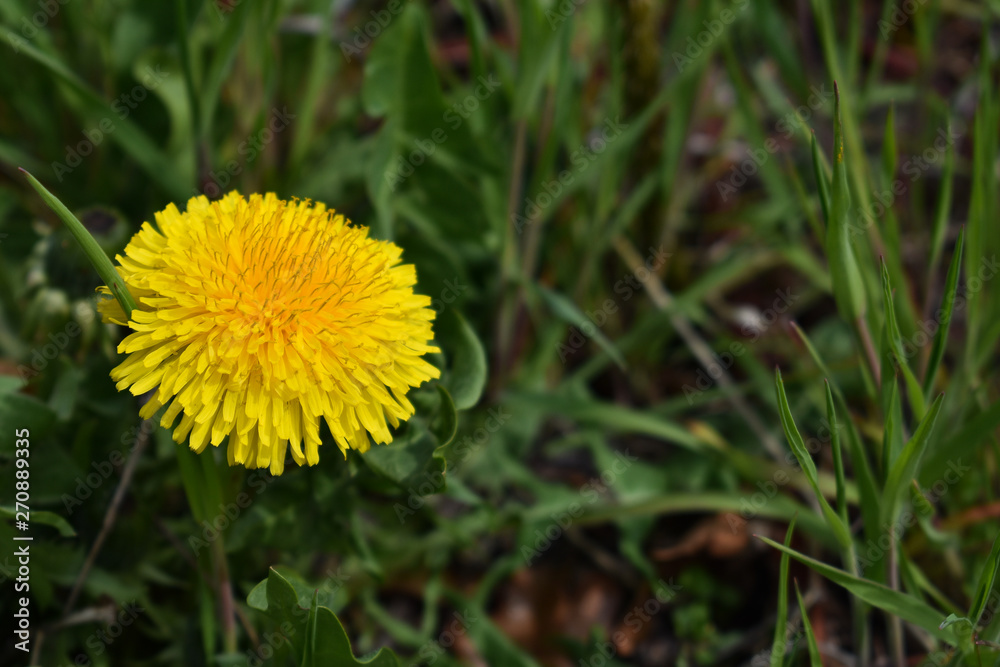 Beautiful nature flowers background Beautiful nature flowers background