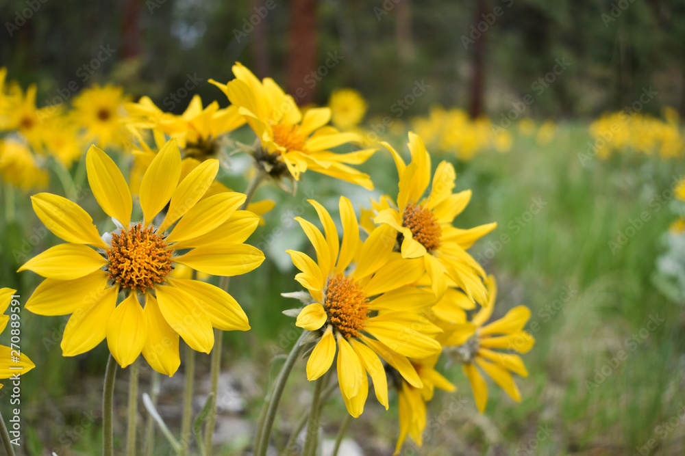 Beautiful nature flowers background Beautiful nature flowers background