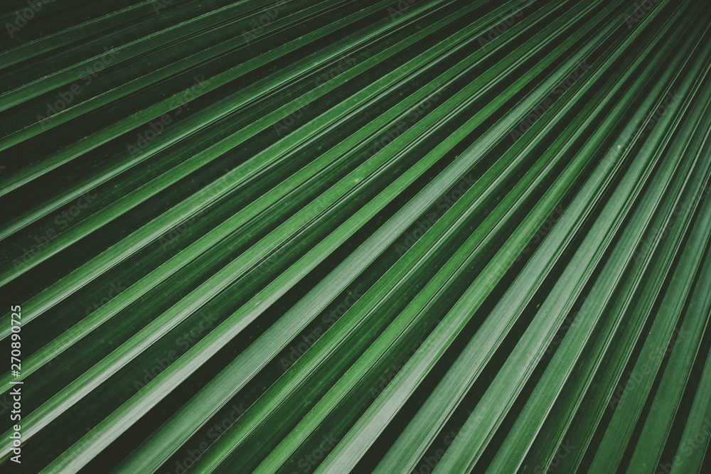 Obraz premium Palm leaf pattern texture abstract background.