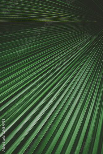 Palm leaf pattern texture abstract background.