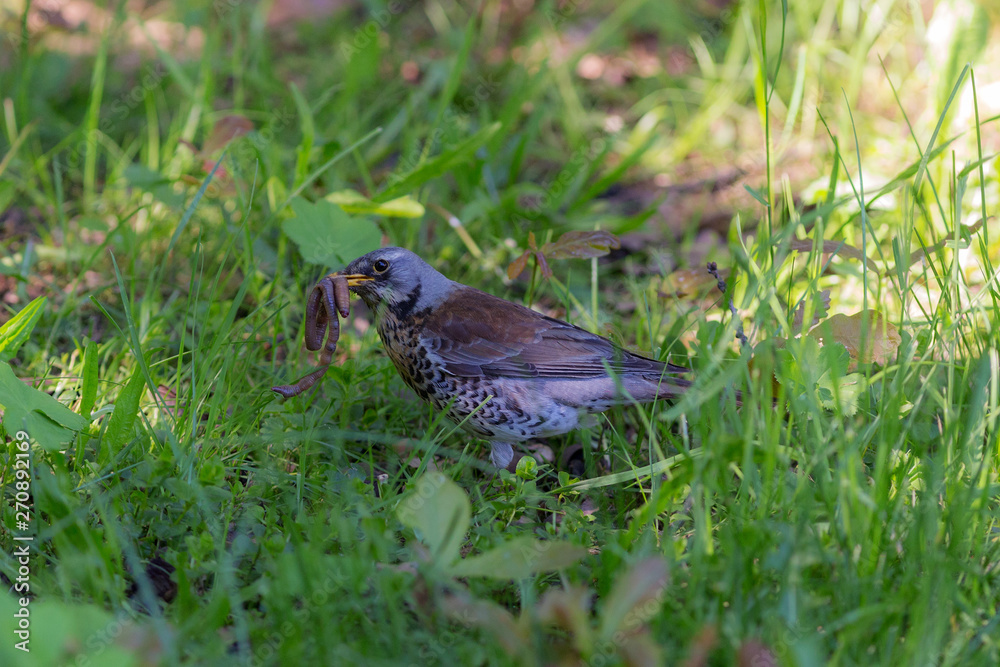 fieldfare with a worm