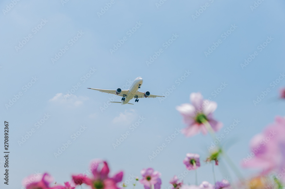 low angle view of an airplane flying over blue sky, with cosmos flowers as foreground. Happy travel and vacations concept. low angle view of an airplane flying over blue sky, with cosmos flowers as foreground. Happy travel and vacations concept.
