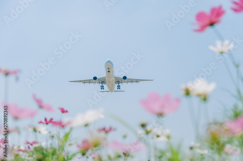 low angle view of an airplane flying over blue sky, with cosmos flowers as foreground. Happy travel and vacations concept.