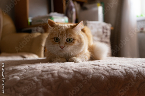 cat in bed