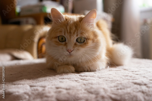 cat lying on bed