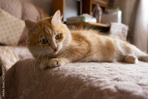 cat lying on bed