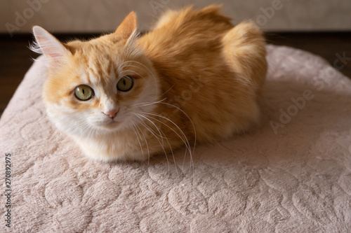 cat in bed