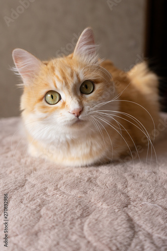 cat with green eyes