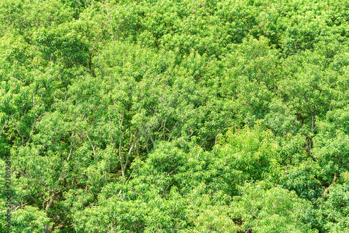 Top view of amazing mangrove forest. Bright green foliage