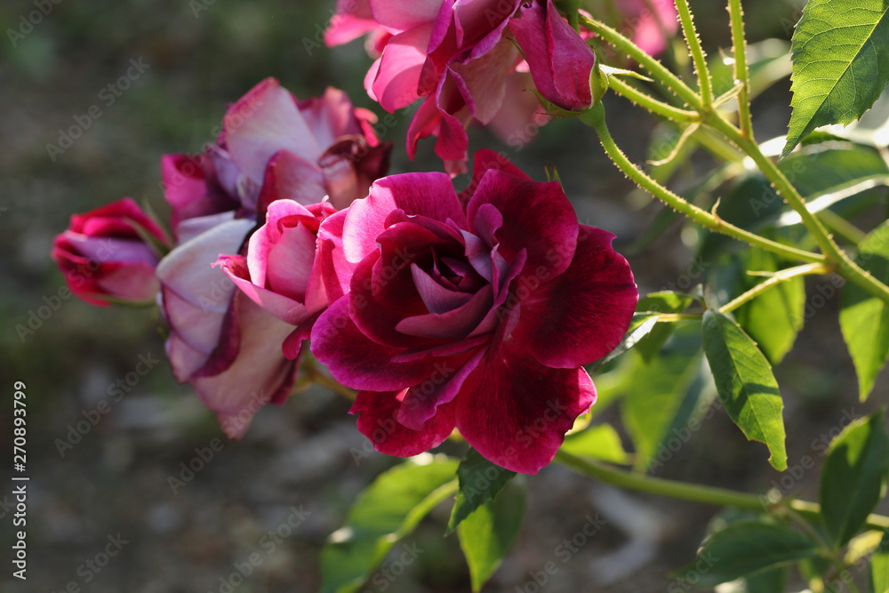 バーガンディアイスバーグという品種の薔薇