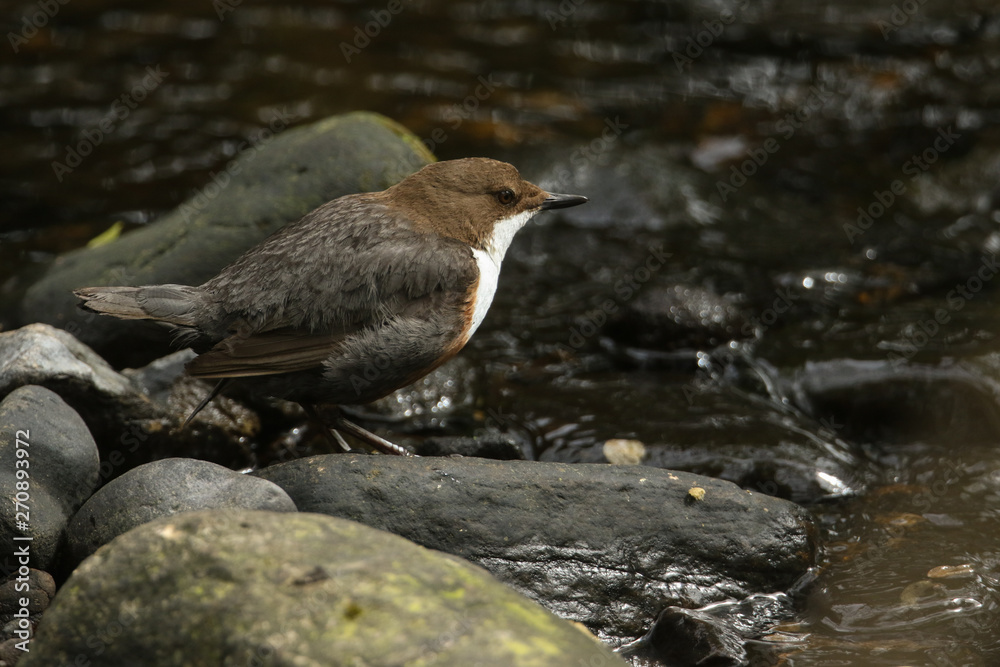 A beautiful Dipper (Cinclus cinclus) standing on a rock in the middle of a river. A beautiful Dipper (Cinclus cinclus) standing on a rock in the middle of a river.