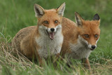 Two magnificent wild female Red Foxes (Vulpes vulpes) hunting for food in a field of long grass.	