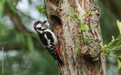 A stunning male Great spotted Woodpecker, Dendrocopos major, perching on the edge of its nesting hole in a Willow tree with a beak full of insects, which it is just about to feed to its babies.