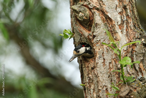 A stunning male Great spotted Woodpecker, Dendrocopos major, coming out of its nesting hole. It has a fecal sac in its beak which it is removing from the nest.