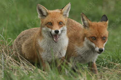 Two magnificent wild female Red Foxes (Vulpes vulpes) hunting for food in a field of long grass.  © Sandra Standbridge