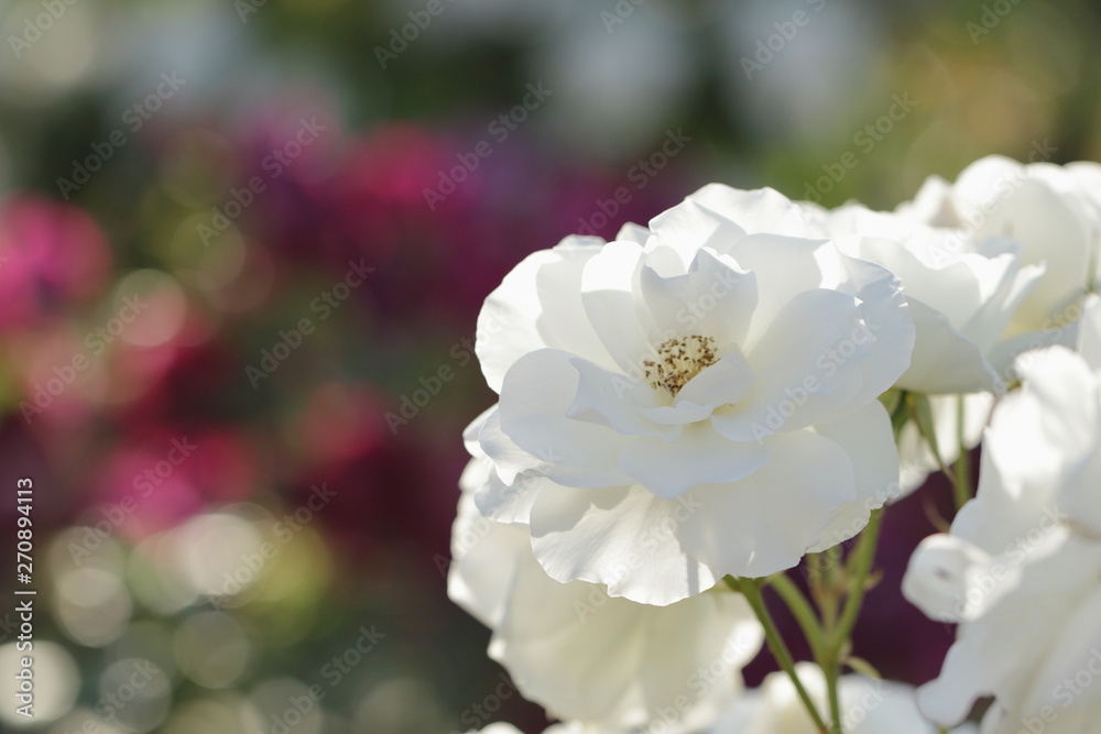 Obraz premium アイスバーグという品種の白薔薇