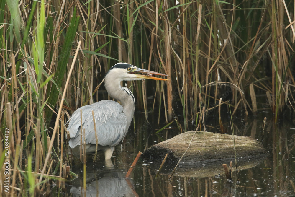 A Grey Heron, Ardea cinerea, standing in the reeds at the edge of a lake with a fish in its beak that it has just caught and is about to eat. A Grey Heron, Ardea cinerea, standing in the reeds at the edge of a lake with a fish in its beak that it has just caught and is about to eat.