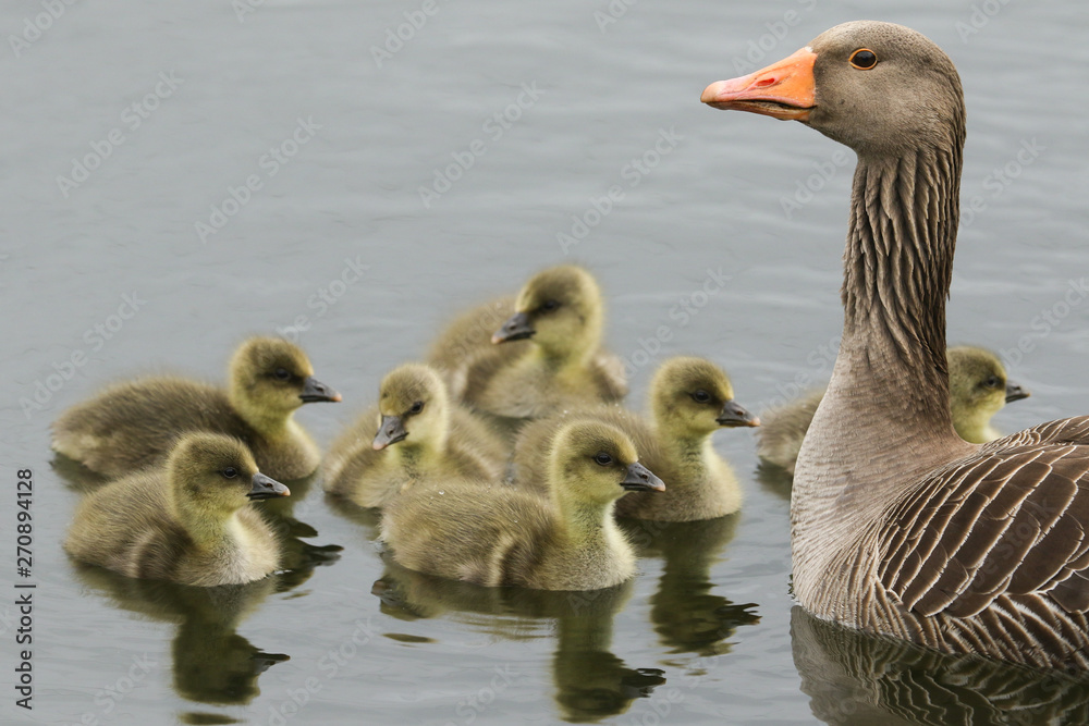 Obraz premium An adult Greylag Goose, Anser anser, swimming on a lake with her cute Goslings.