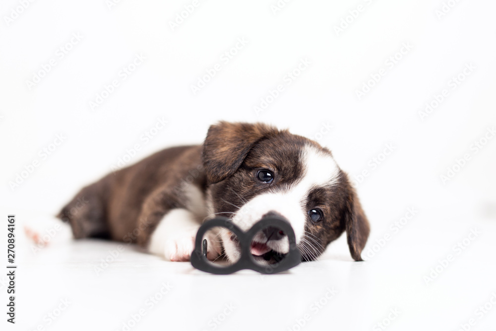 Newborn cute fluffy brown cardigan puppy with hanging ears running around the room and playing with toy plastic glasses on a white background. Loving animals and having fun concept